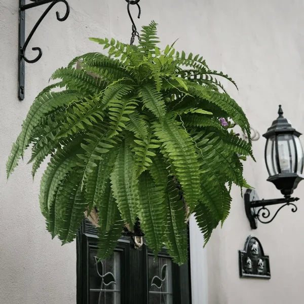 This Week's Special Price $19.99 UV Resistant Lifelike Artificial Boston Fern