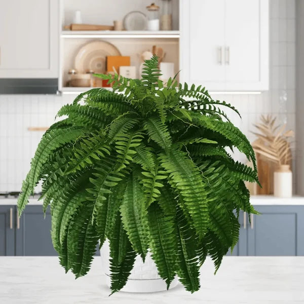 This Week's Special Price $19.99 UV Resistant Lifelike Artificial Boston Fern